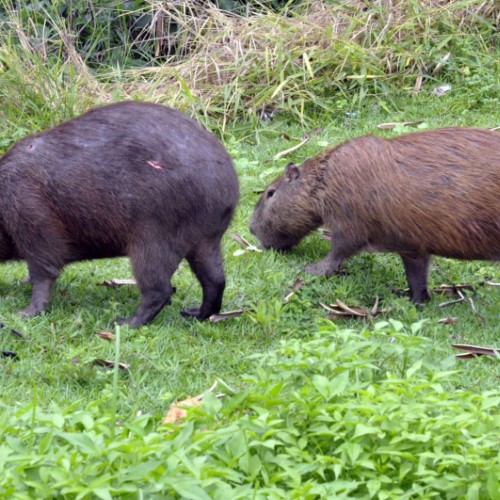 Barra Mansa celebra o Dia Internacional da Capivara